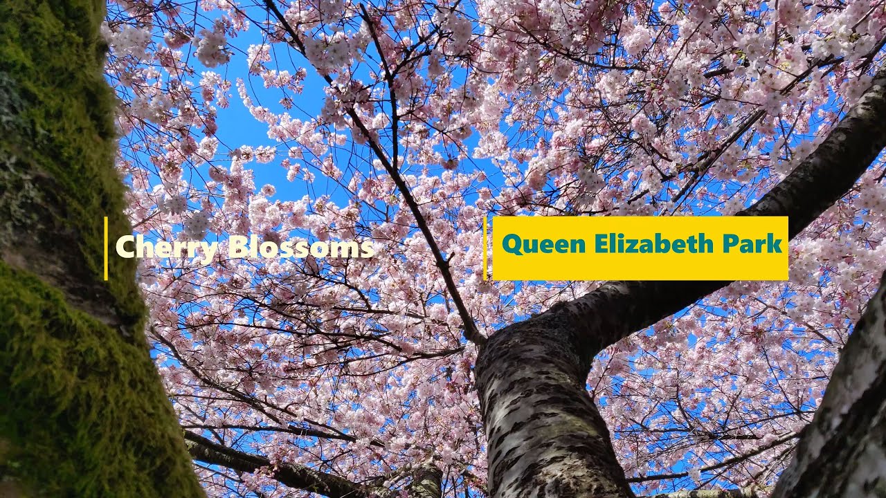 Most Spectacular Cherry Blossom In Vancouver | Spring-  Full Blossom | Queen Elizabeth Park