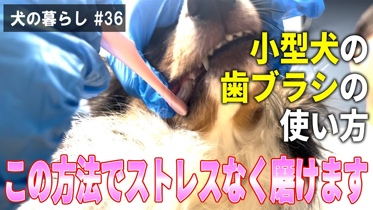 【犬の暮らし＃36】小型犬の歯ブラシの使い方