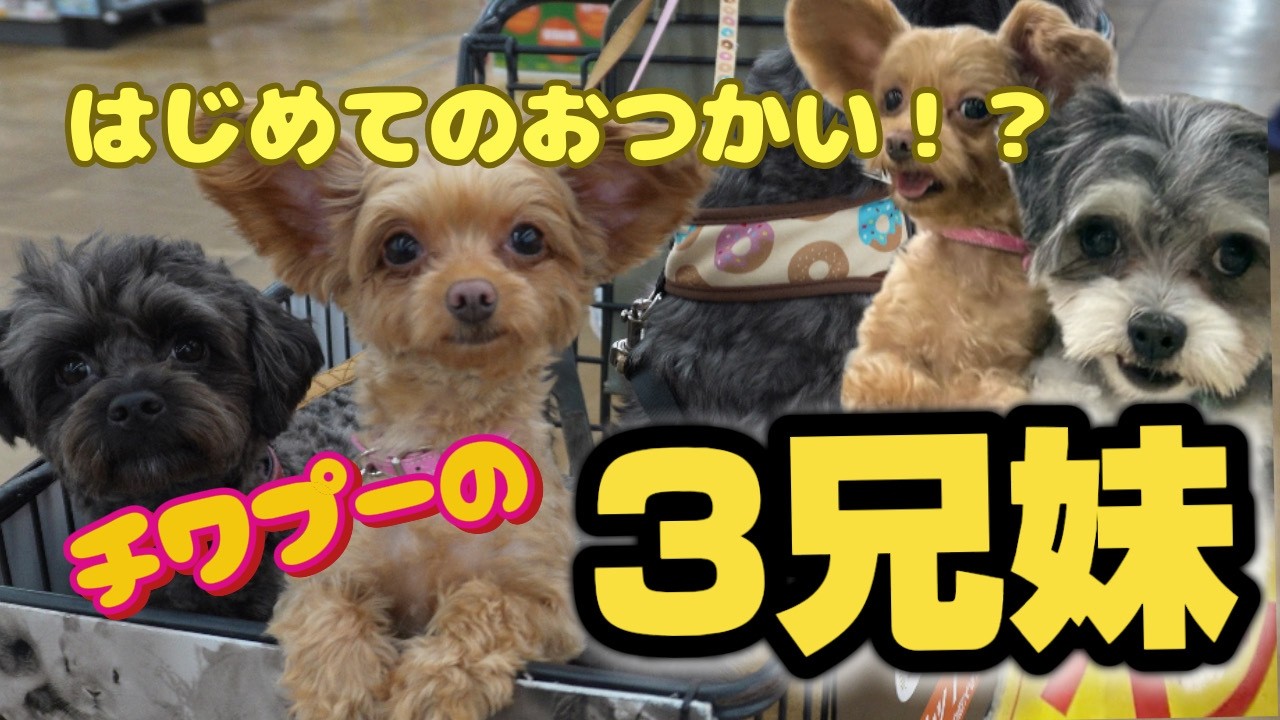 【チワワ×トイプードル】おでかけ&ショッピングDAY