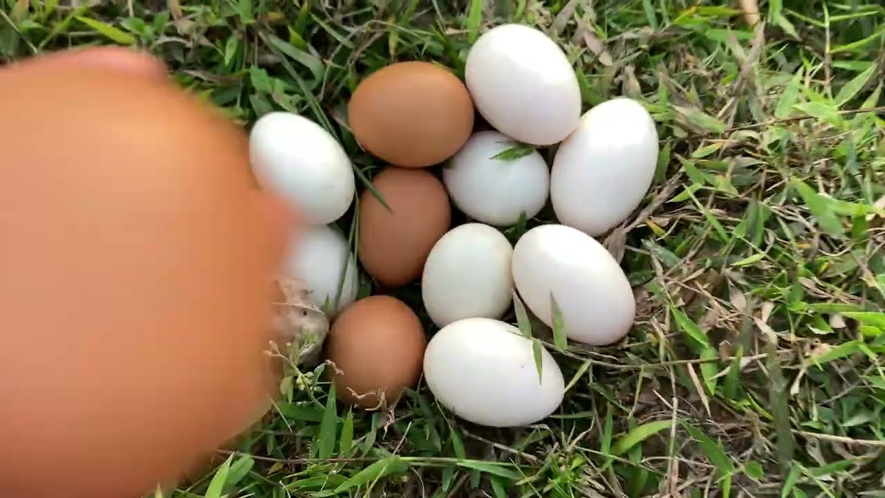 Surprise by the Roadside: Duck Eggs Found Near Tree Trunks
