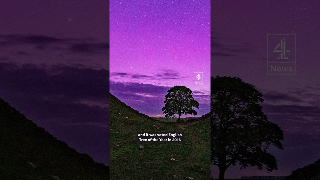 Teen arrested over cutting down Sycamore Gap tree