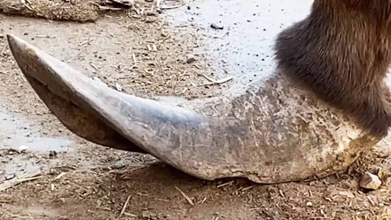 Wow~ The donkey&rsquo;s hooves look like sharp knives, they can be trimmed for free【DONKEY HOOF SAVIOR】