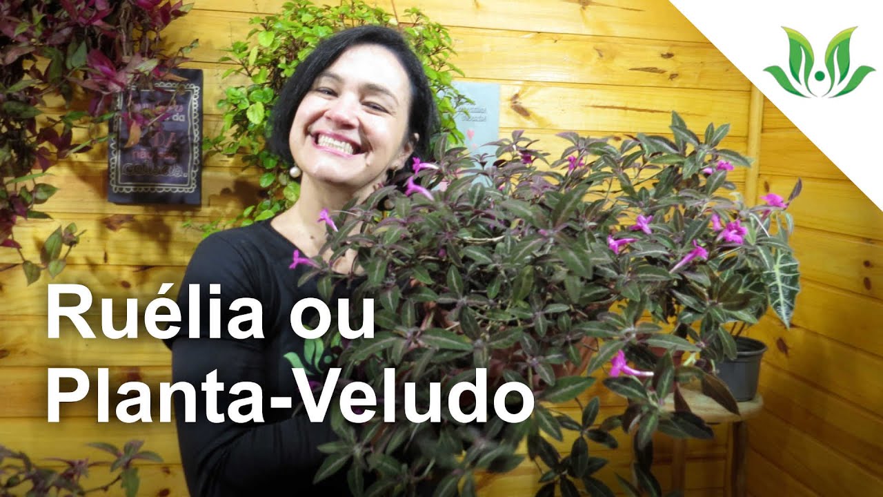 Ruélia ou Planta-Veludo