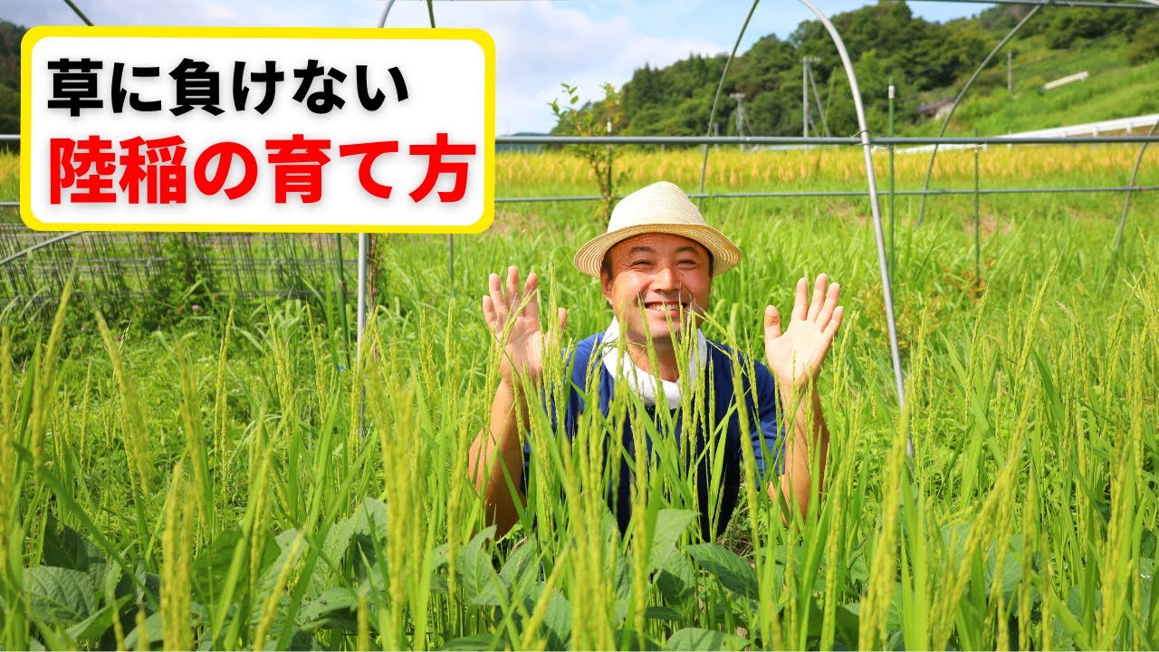 【自然稲作陸稲】これは画期的！畑で稲を育てる方法！