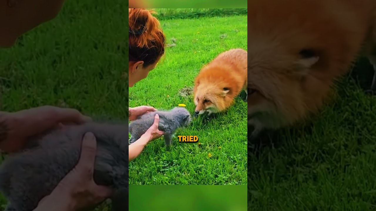 Baby Fox Finds Love After Rejection