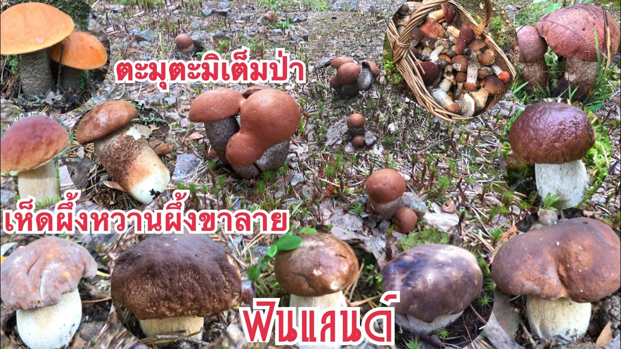 🍄8/9/2019🍄 เห็ดผึ้งหวาน เห็ดผึ้งขาลายดอกตะมุตะมิเต็มป่า เก็บมันส์มากป่านี้🍄🍄Mushrooms 🍄