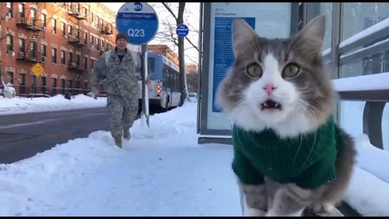 🐈 🥰🥰 My Soldier Dad's Finally Back After Years! I'm Gonna Stick to Him Like Glue! #cat