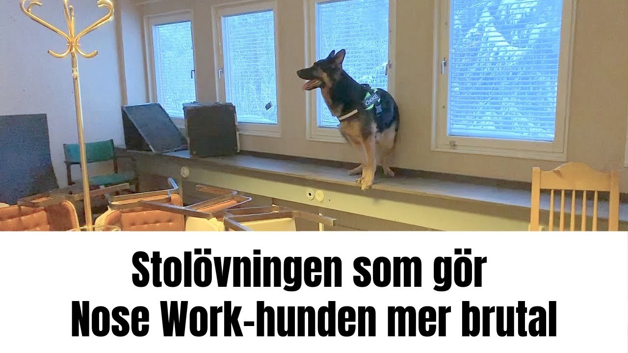 Stolövningen som gör Nose Work hunden mer brutal