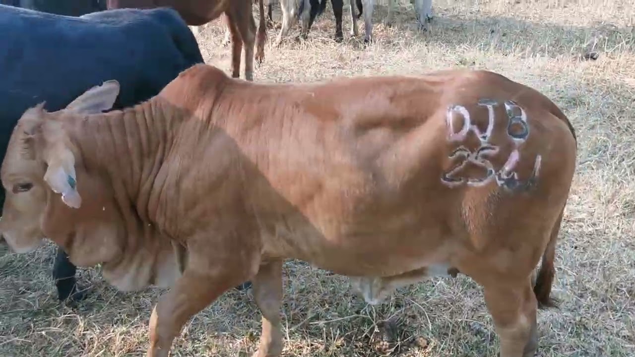 Day after weaning the Green Lid Enterprises calves (some) 