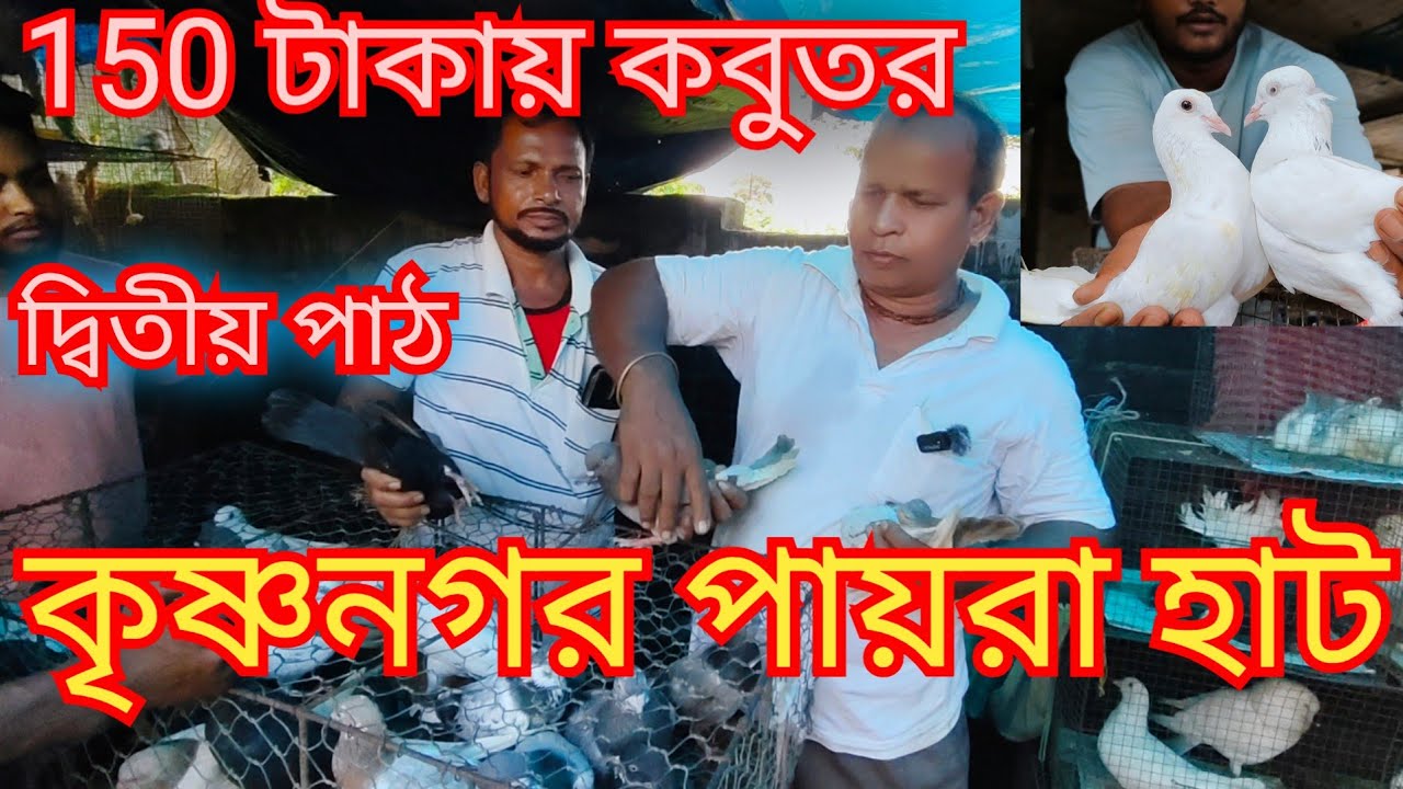 Kisnanogor pigeon markat part 2। কৃষ্ণনগর কবুতর হাট পাট 2