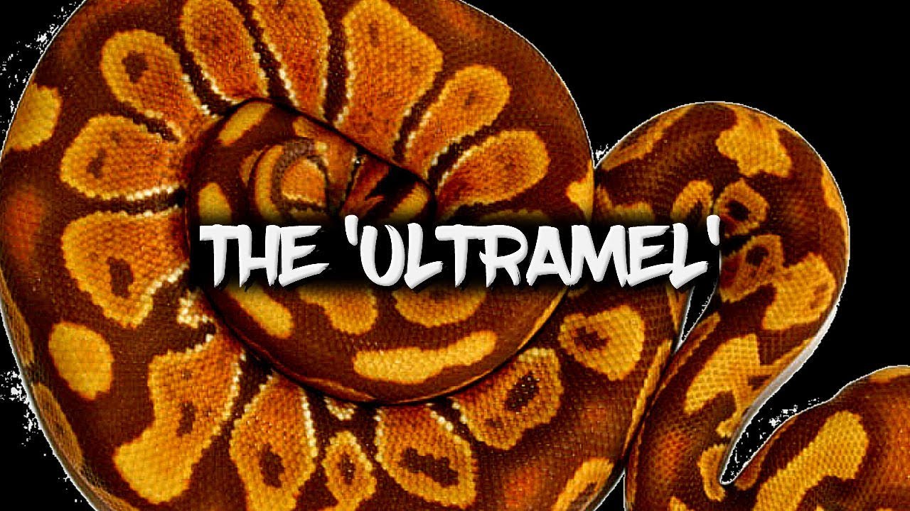 The Potential of the 'Ultramel' Ball Python