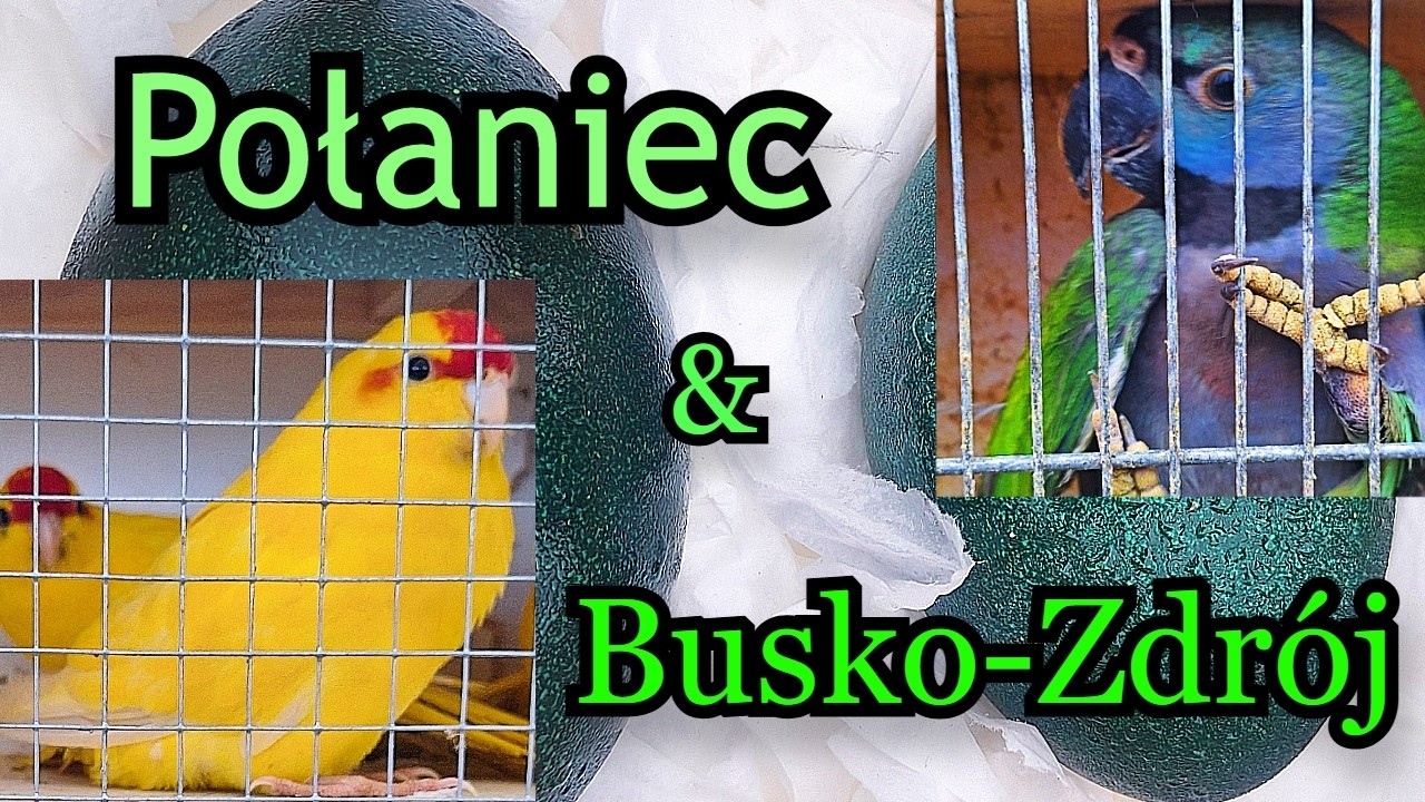 Giełda Połaniec i Busko-Zdroju ceny zwierząt 