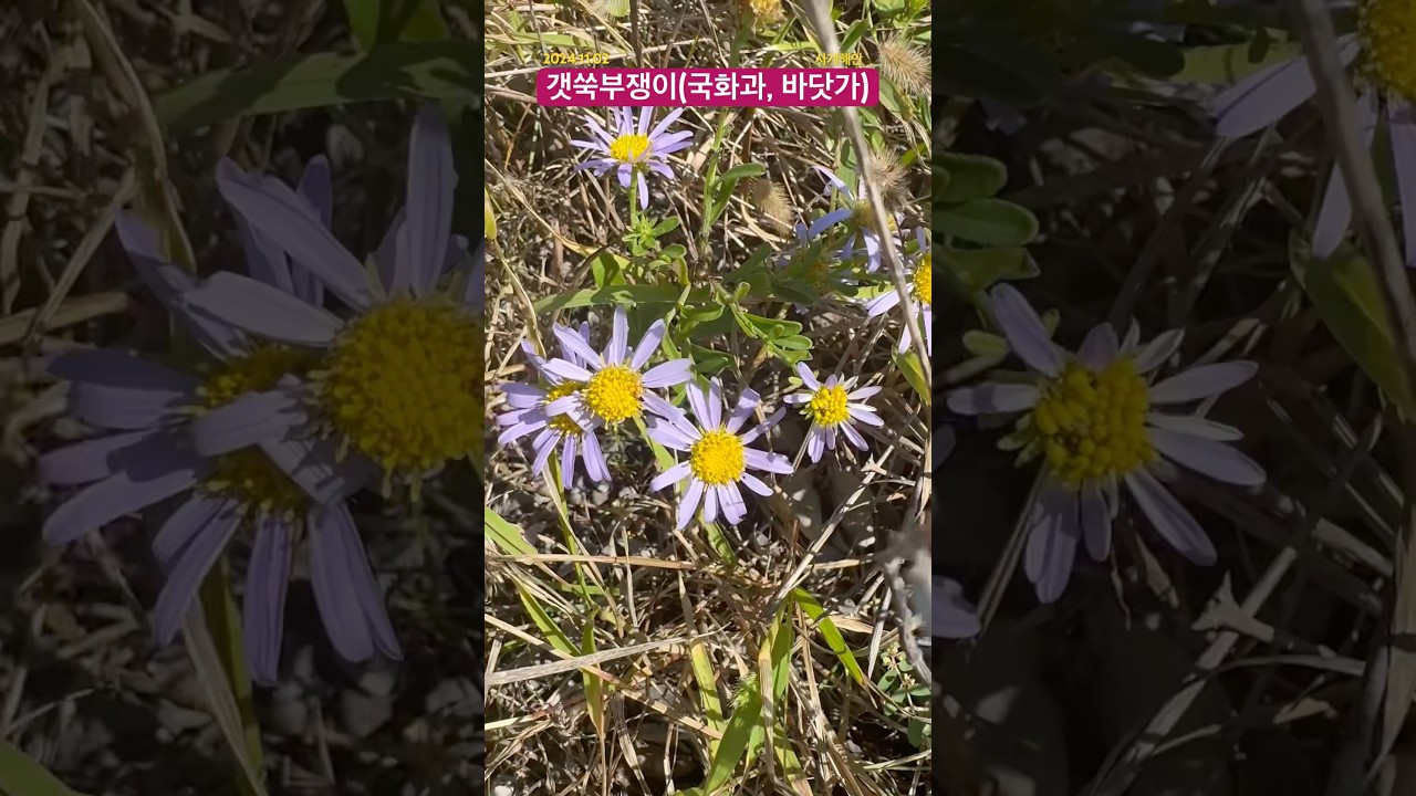 [JJ-P523]#해안가 #들국화 #갯쑥부쟁이 #국화과 #설상화 #관상화 #두해살이풀 #사계해안 #생태감수성 #제주 #산방산 #식물 #생물다양성
