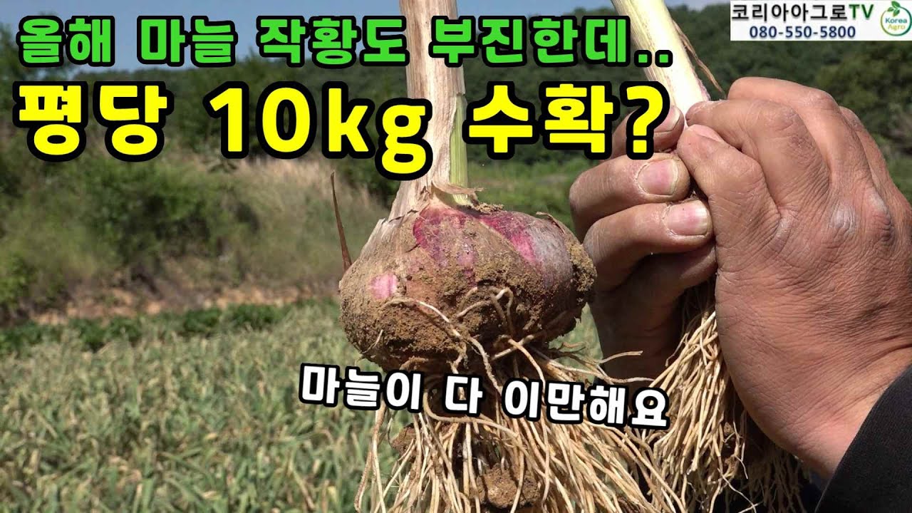 올해 마늘 작황이 부진한데...평당 10kg 수확이 가능? 어떻게 했길래?