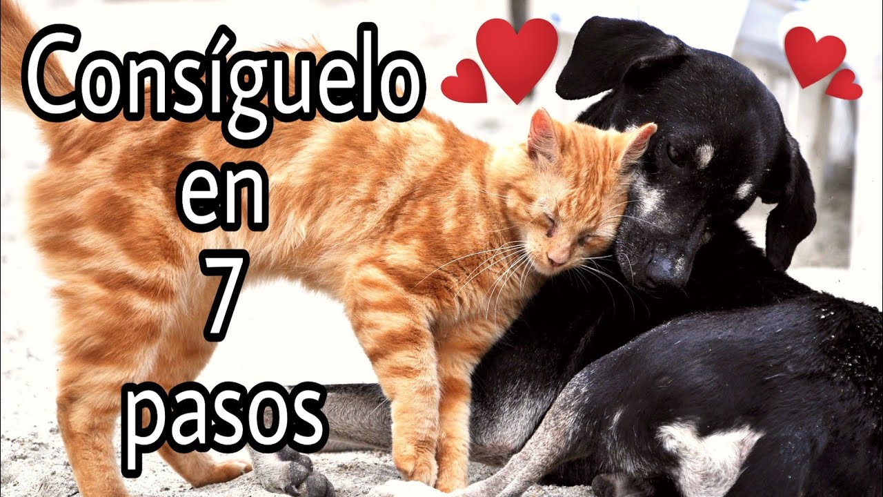 Perros y gatos convivencia