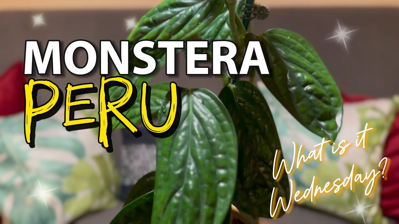MONSTERA PERU CARE | Houseplant Tips | How to PLANT Propagation