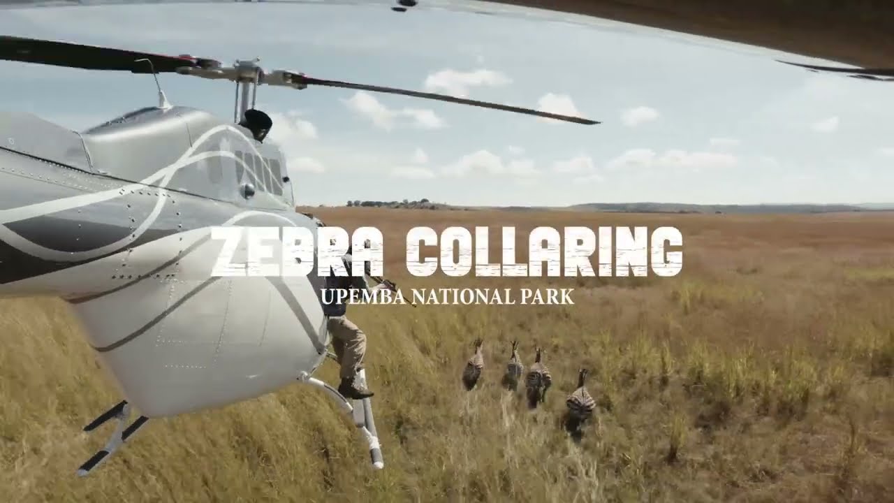 Second Wave Collaring | Last Wild Zebras of the DRC | Upemba National Park