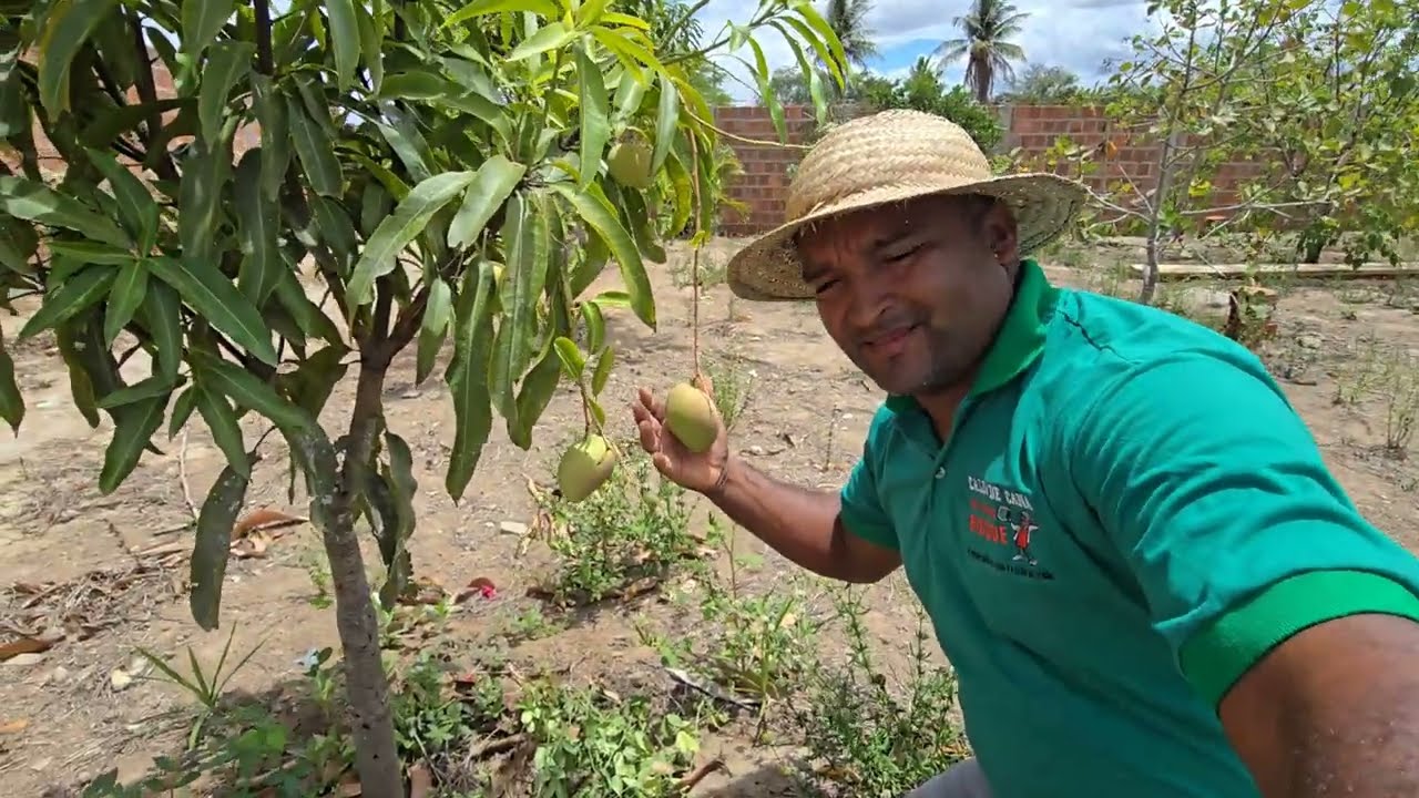 COLHEITA E MUITA FARTURA NO SÍTIO PRODUTIVO E NOVIDADES