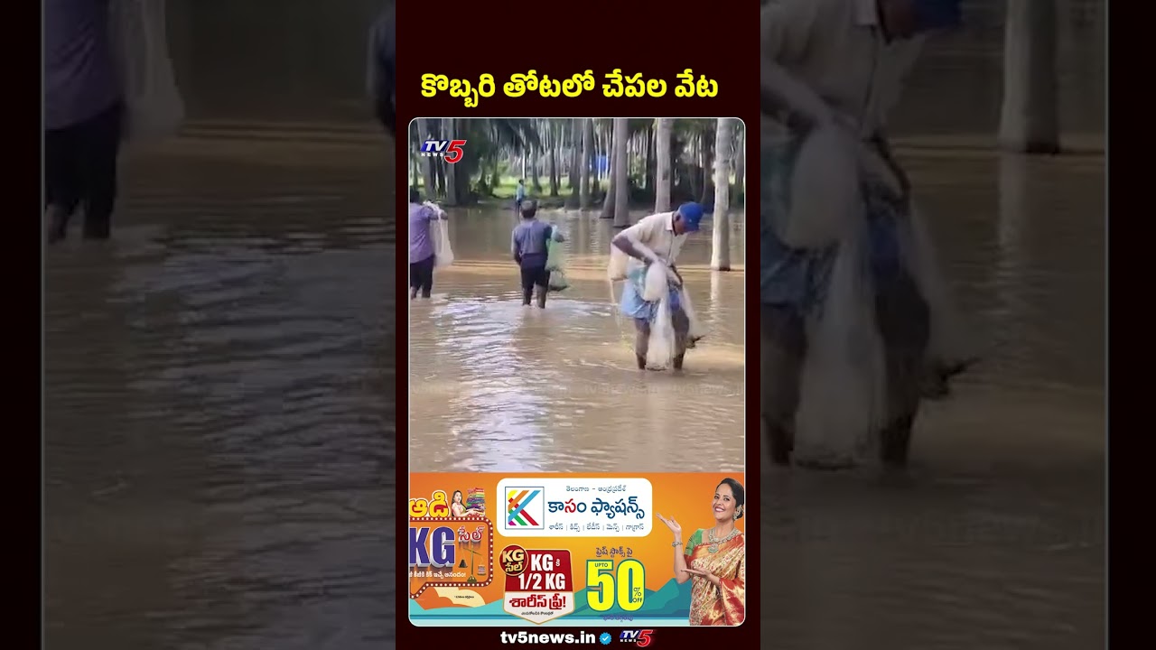 కొబ్బరి తోటలో చేపల వేట...AP Floods #konaseemadistrict #aprains #tv5news