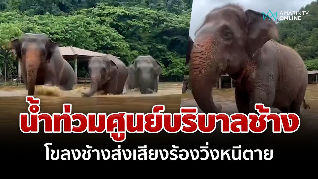 เชียงใหม่วิกฤต! น้ำป่าทะลักท่วมศูนย์บริบาลช้างส่งเสียงร้องวิ่งหนีตาย | อมรินทร์อัปเดต