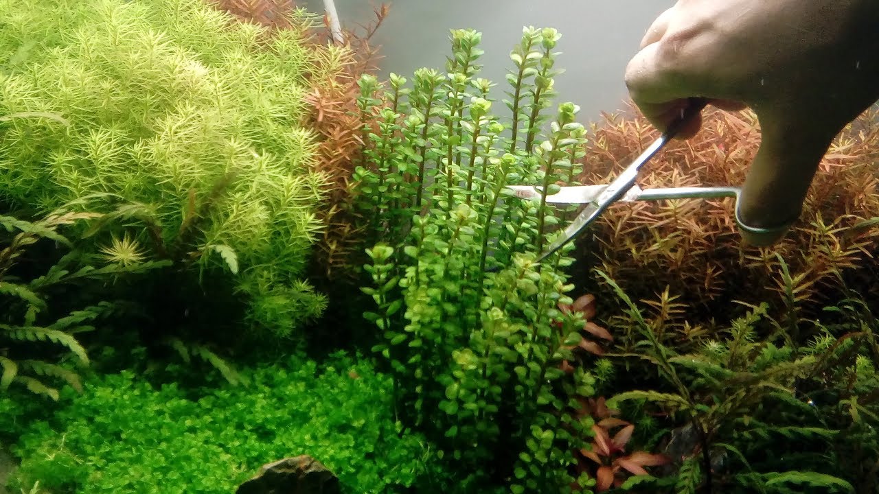 Guia Pratico de Poda em Aquário Plantado modulo 2