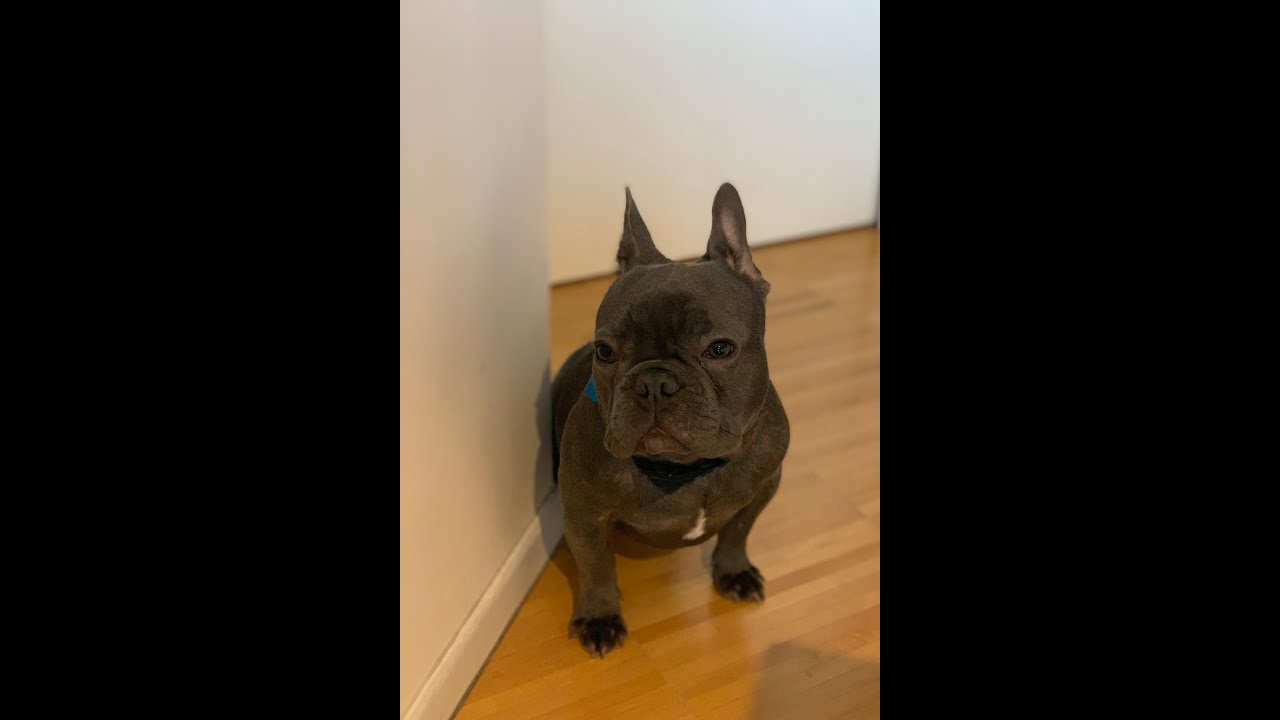 Milo :) Bouledogue francese MicheleDogSitter