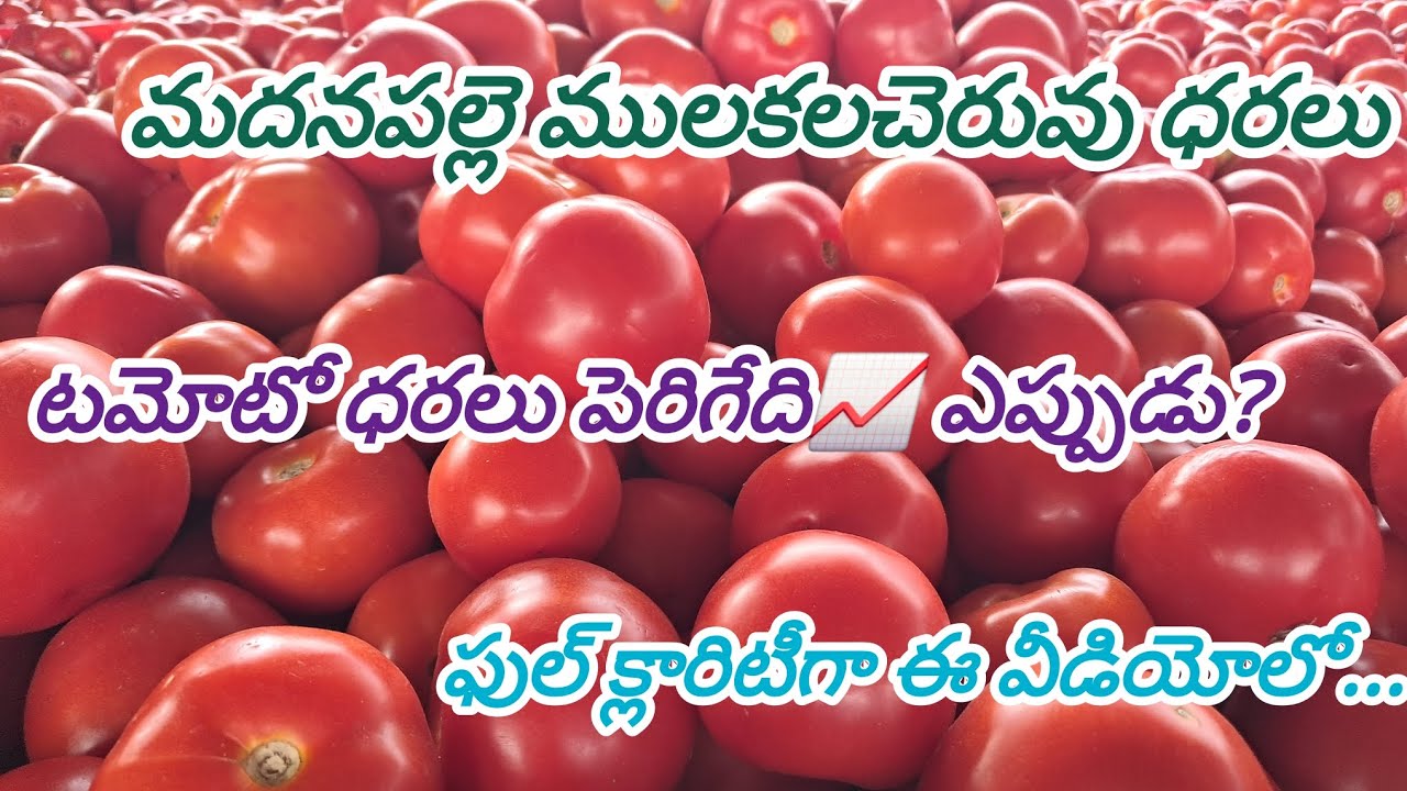 16-03-26 మదనపల్లె టమోటో ధరలు madanapalle tomato prices #madanapalle #tomato #today #telugutomato 