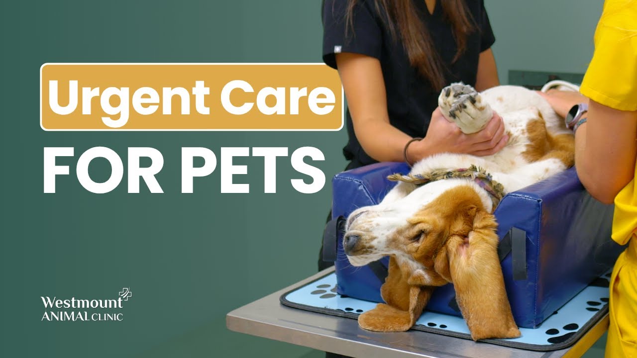 Urgent Care for Pets | Fast, Calm, Compassionate Help in Calgary