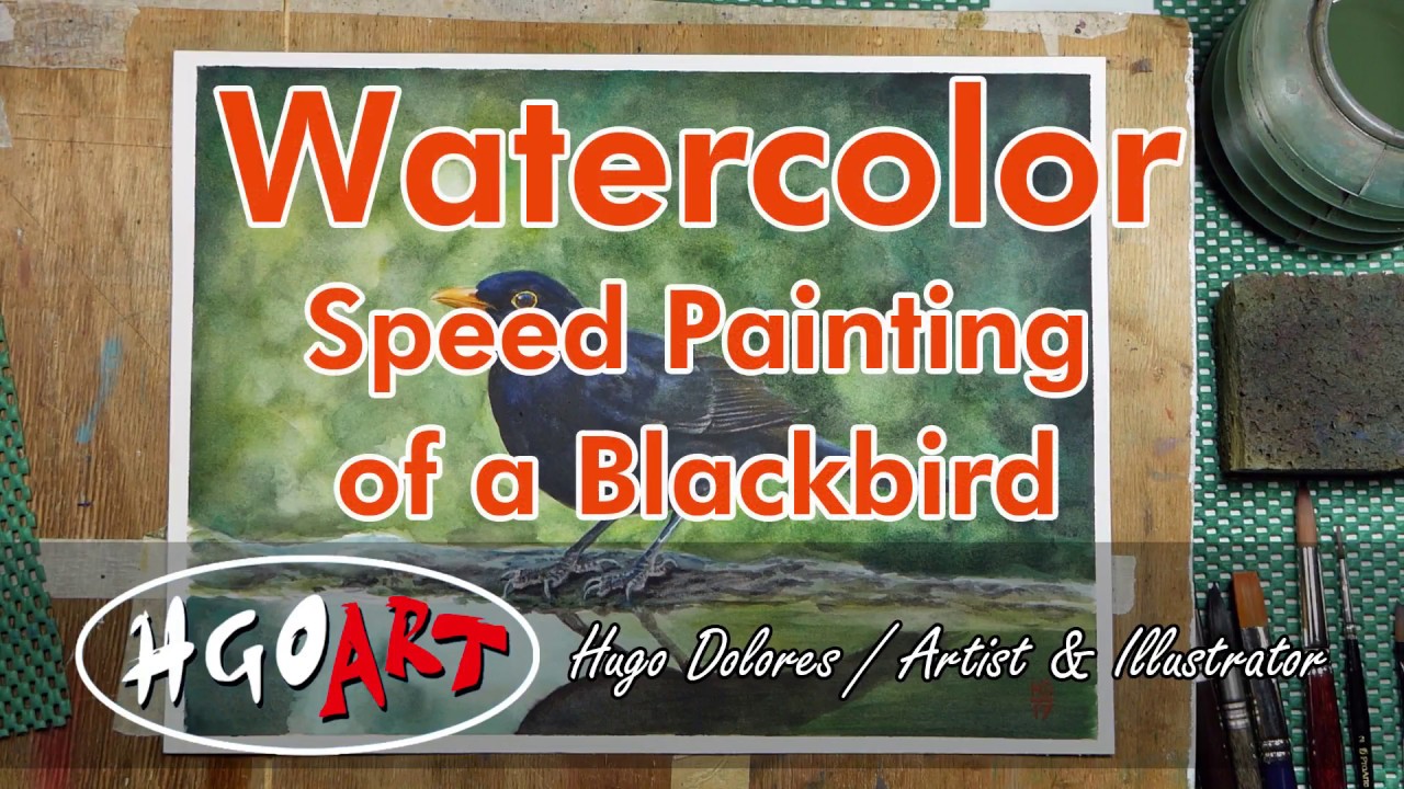 Watercolor Speed Painting of an Eurasian Blackbird