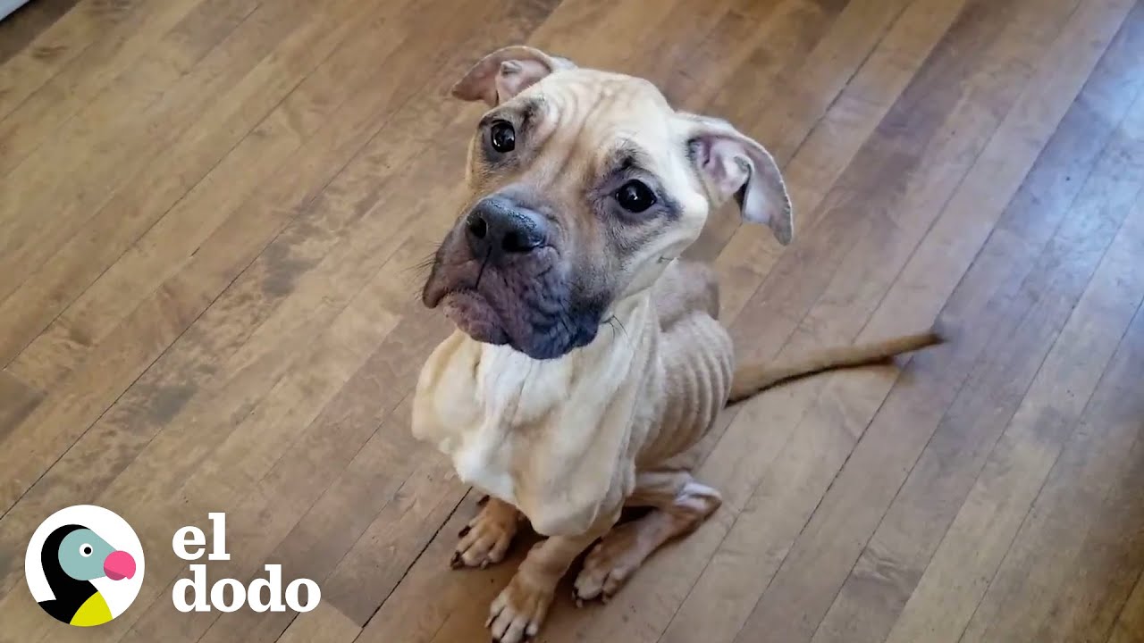 Pitbull flaco encontrado en un callejón en el frío helado | El Dodo