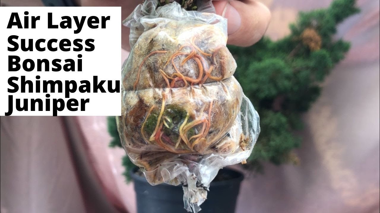 Air layer juniper success - shimpaku juniper successfully air layer