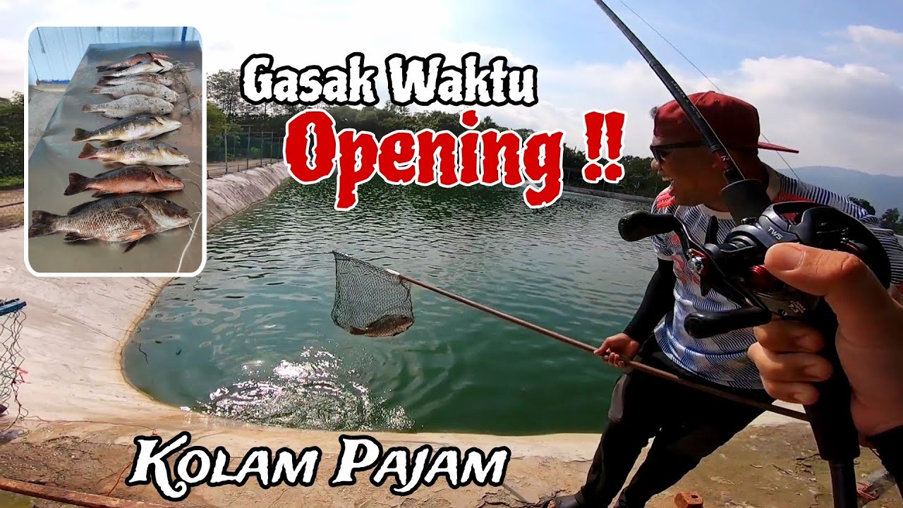 TEKNIK CASTING UDANG HIDUP GASAK JENAHAK & KACI || GASAK WAKTU OPENING KOLAM PANCING AIR MASIN PAJAM