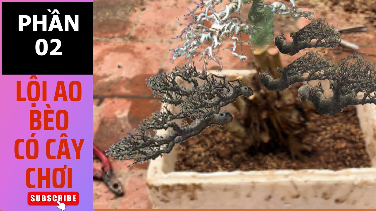 Cái Kết Phần 2 Lội Ao Bèo Nước Thúi Tìm Cây Bonsai Ra Sao? Xem Hết Video Sẽ Rõ.