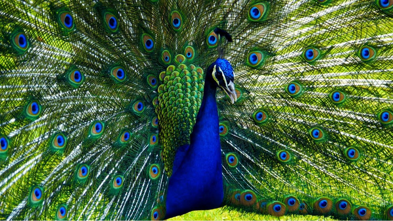 Blauer Pfau / Indian Peacock (HD 1080p)