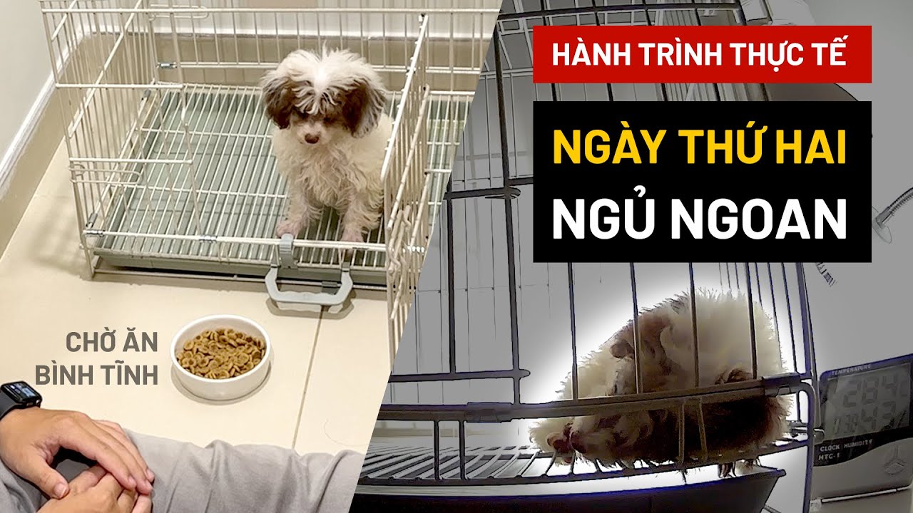 [Ngày 2|30] Cách nuôi dạy chó con người mới bắt đầu - Đêm ngủ ngoan | Hướng dẫn thực tế BossDog