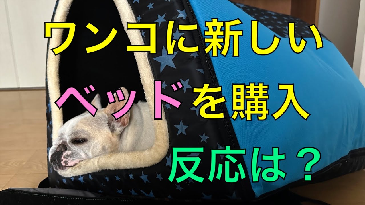 ワンコ達に新しいベッドを購入しました。さて、反応は？喜んでくれるかな？
