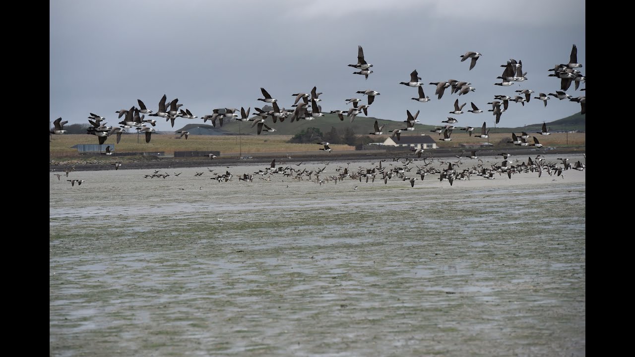 Brent Geese fenit