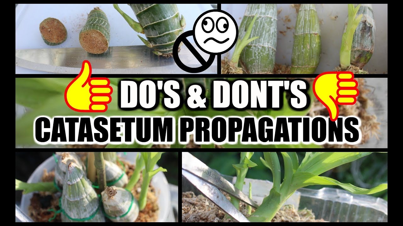 DO'S & DON'TS - How to succefully Propagate Catasetums
