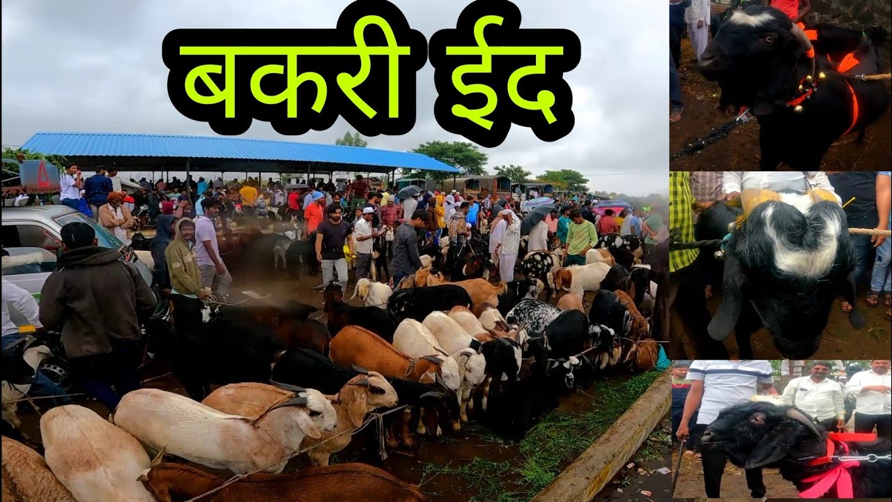 बकरी ईद निमित्त चाकण मध्ये भरलेला सर्वात मोठा बकरी बाजार | चाॅंद तारा बोकड | चंद्राची कोर |