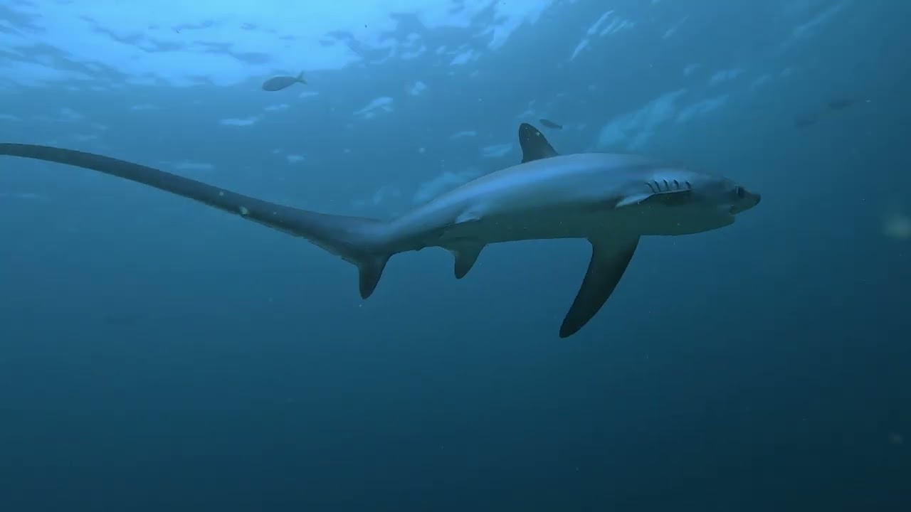 20260124 Malapascua Kimud Shoal and Monad Shoal
