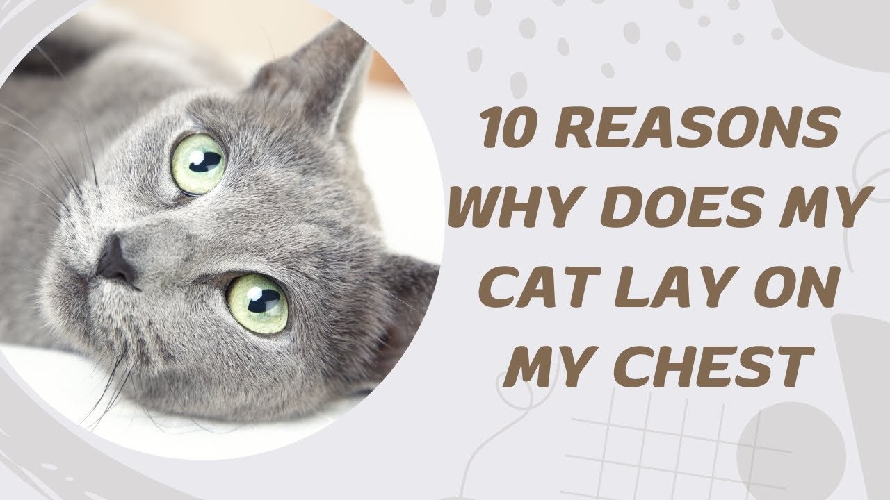 10 Reasons Why Does My Cat Lay On My Chest