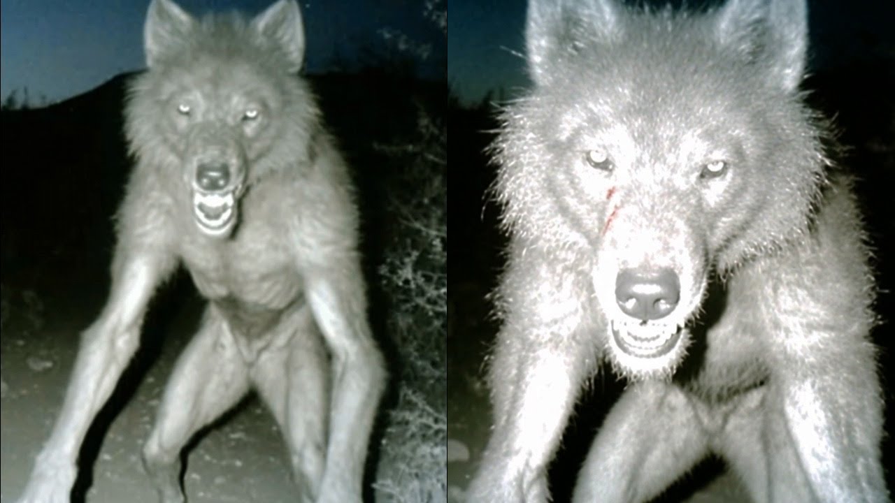Trail Camera Footage Shows Dogman in Michigan, Then 2 Hikers Reported Missing - Dogman  Stories