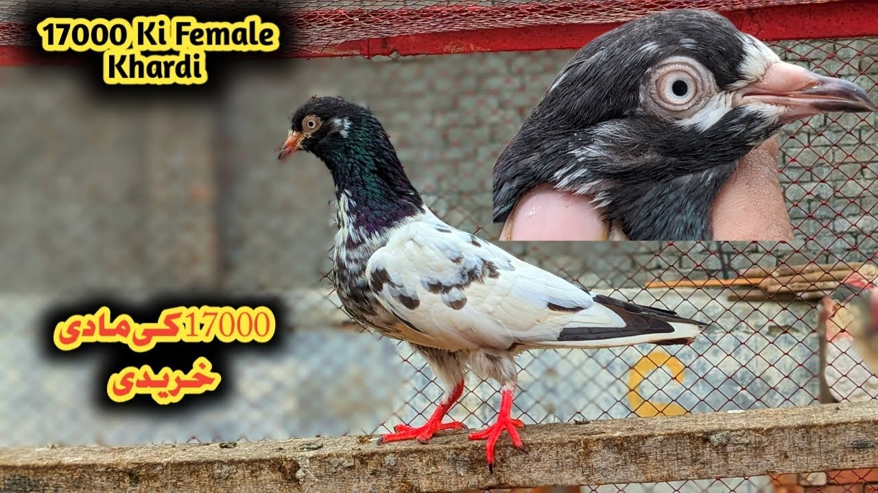 17000 Wali Female 👌 || Subscribe Pigeon Entertainment ❤️ ||
