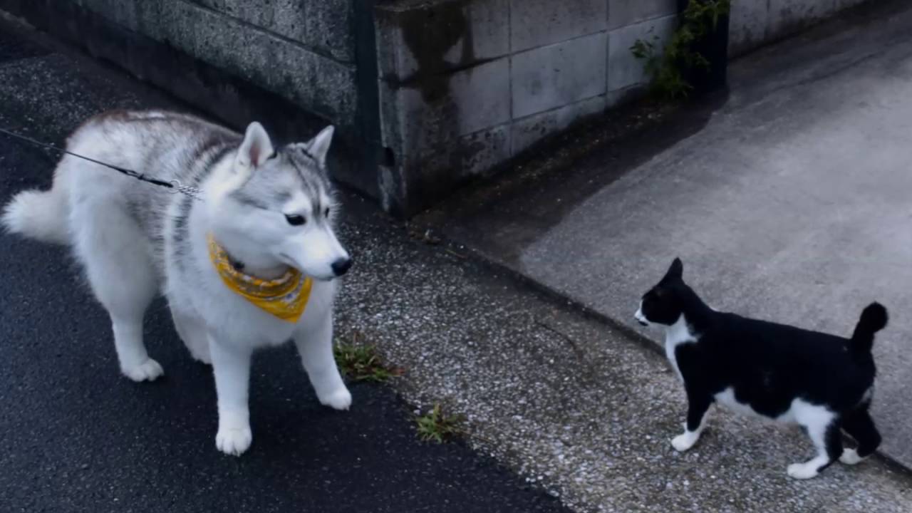 Hana vs Cat   Sep 25th 2016