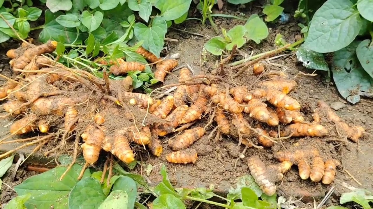 Hạnh phúc giản dị từ những củ nghệ trước vườn #giadinhcarot #hanhphuc #nhungne #cunghe