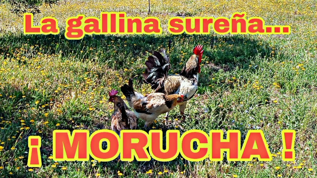LA GALLINA SUREÑA MORUCHA.