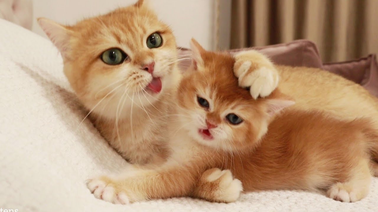 Непослушные смешные котята 😹 Кошка Анабель и ее золотые малыши