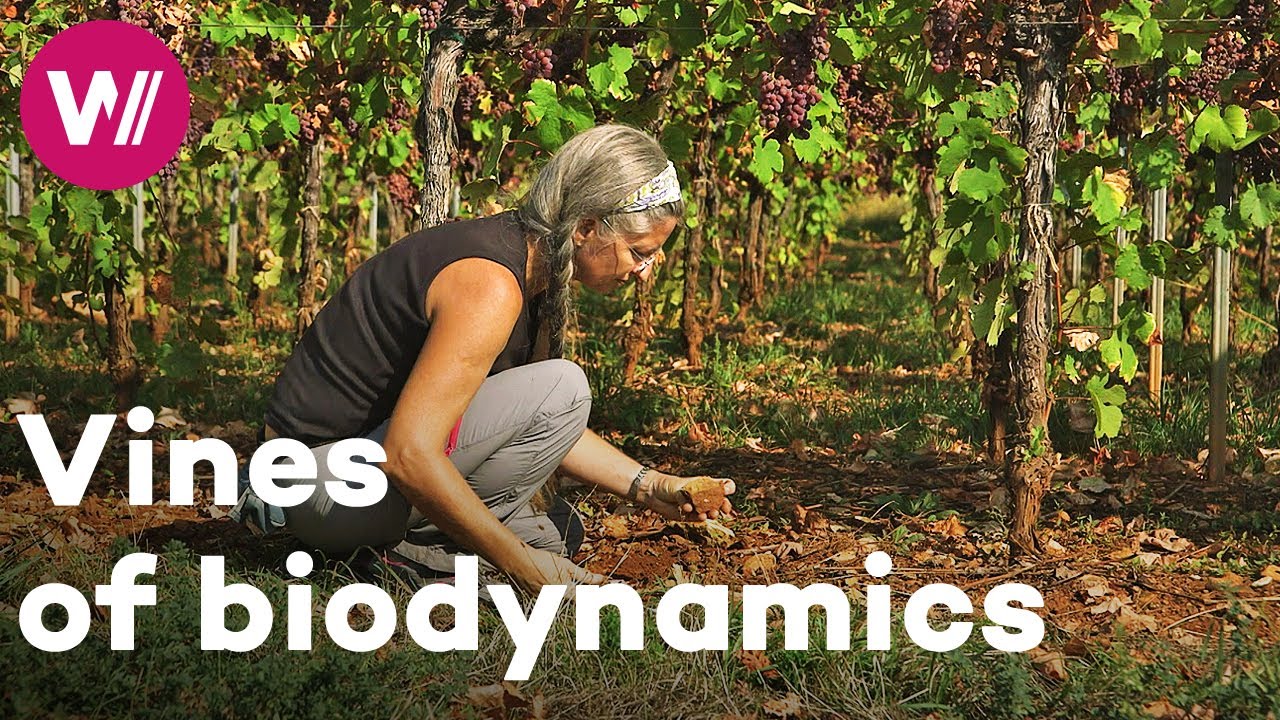 France - The benefits of biodiversity for Alsace vines | Worldwide Wine Civilizations