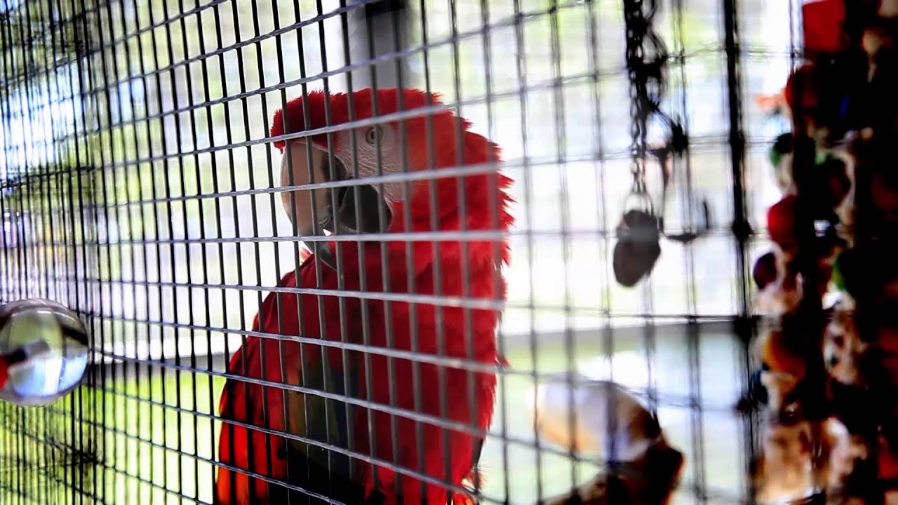 Why Do Parrots Live So Long?