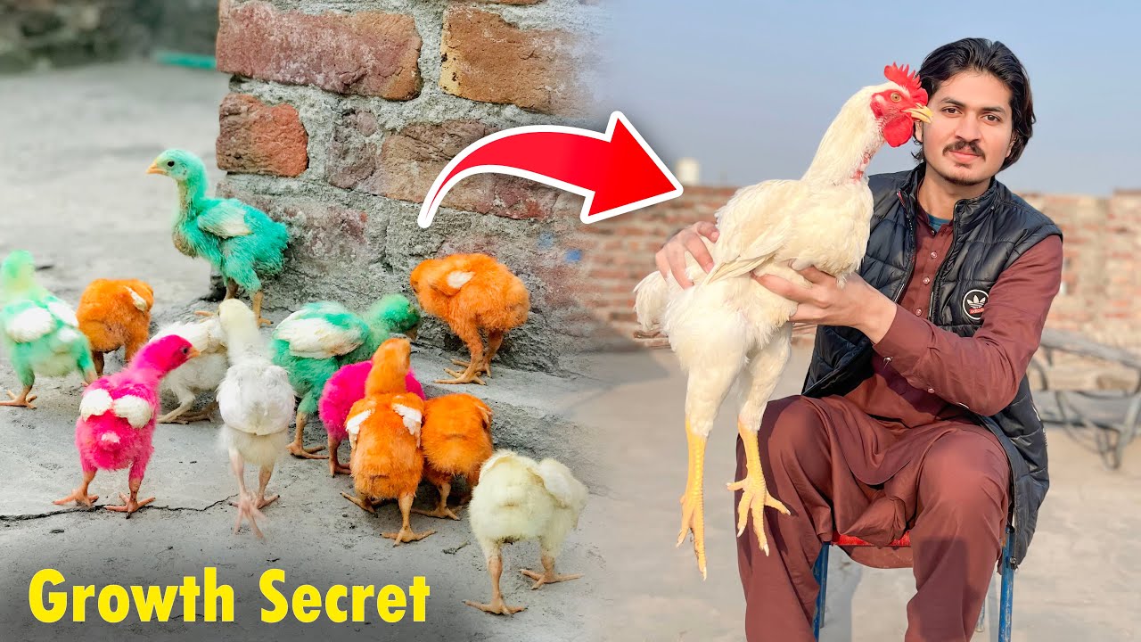 My Colorful Chicks 🐥 Growth Secret 🤫 | Colorful Chicks 🐥 Ko Palny Ka Sai Tarika 🙂 | 💯 Real